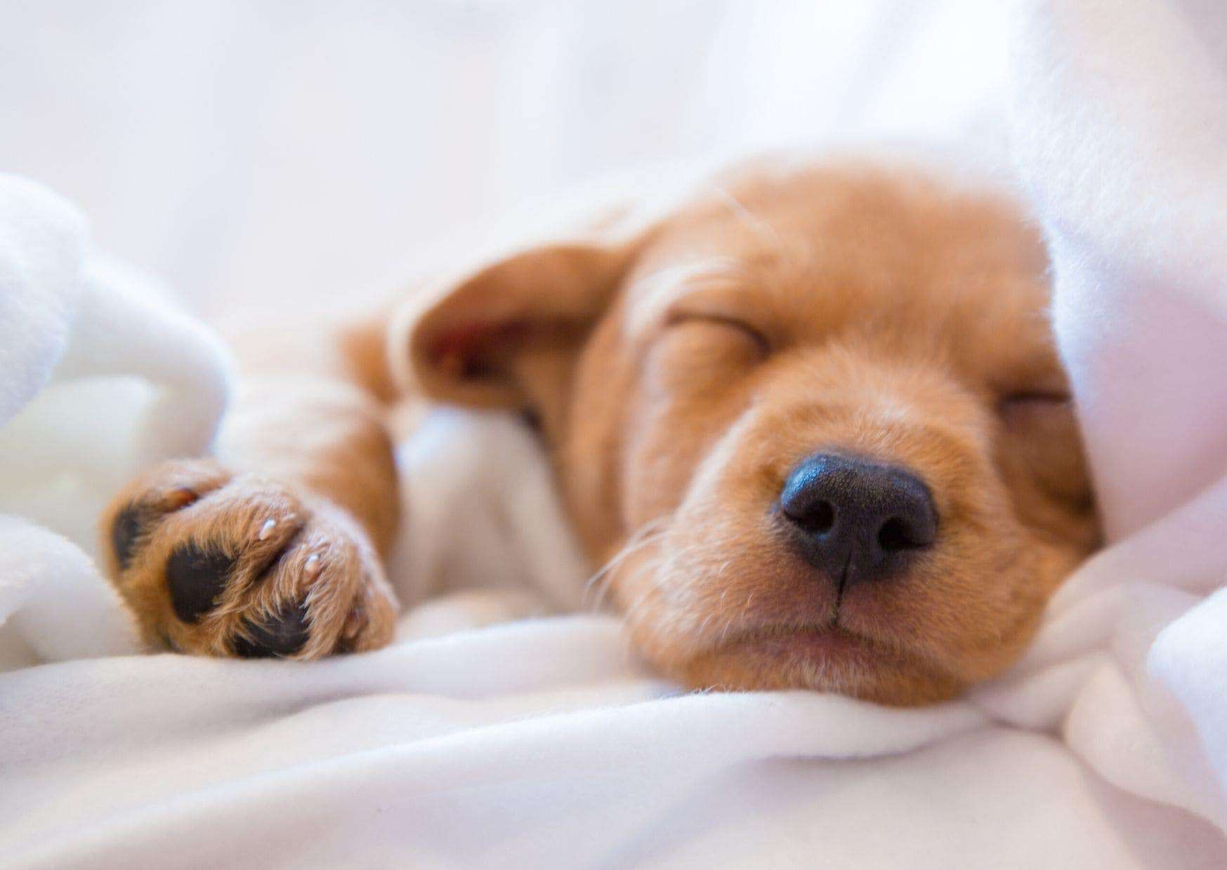 7 Best Ways To Get Your Puppy To Sleep Through The Night