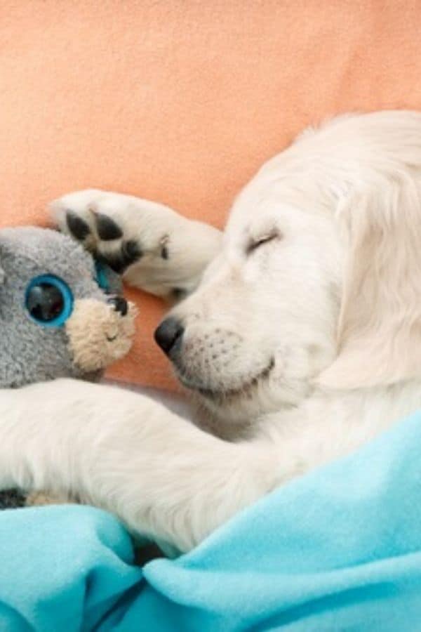 10 Best Ways To Get Your Puppy To Sleep Through The Night