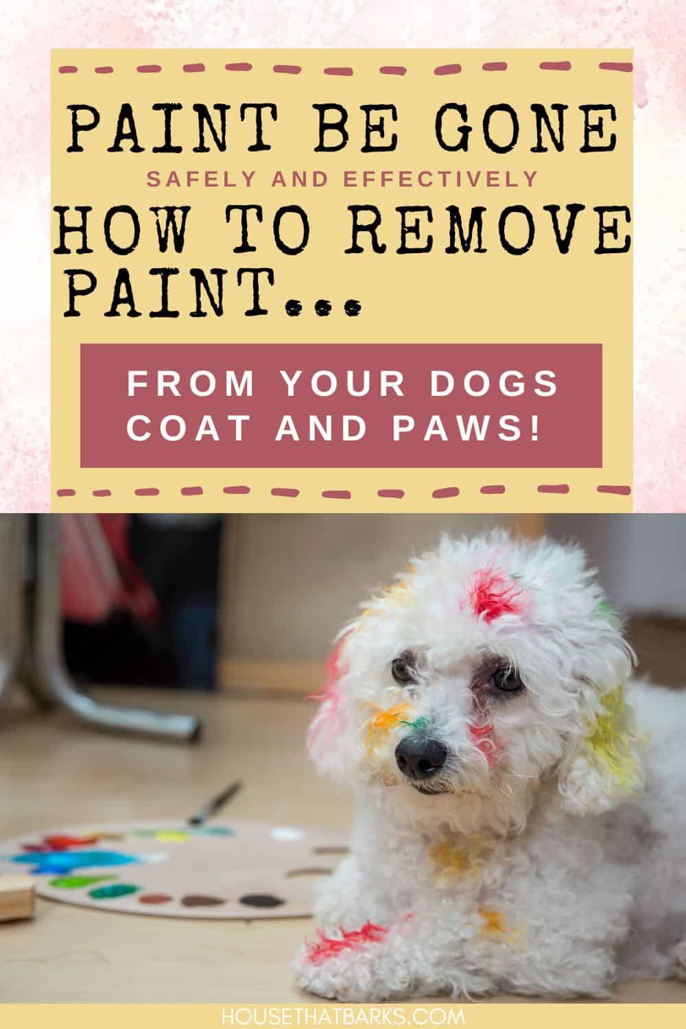 Removing Paint off Dogs Coat