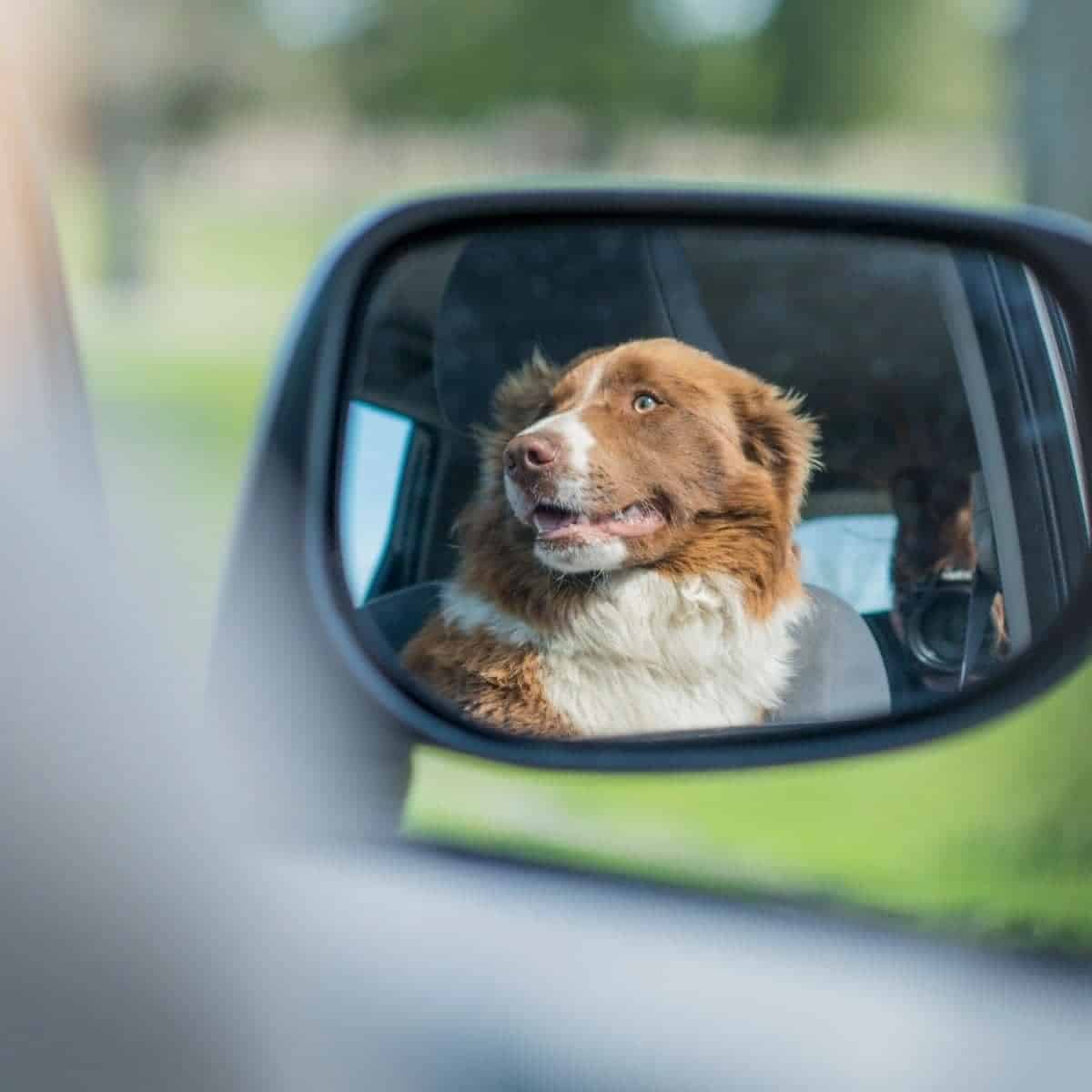 road trips with dogs
