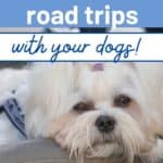 road trip with dogs PIN