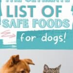 safe food for dogs PIN