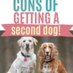 getting a second dog