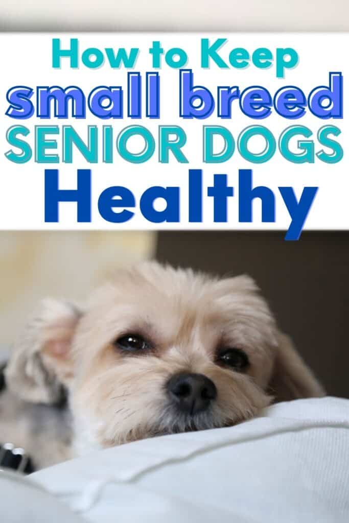 senior dogs healthy