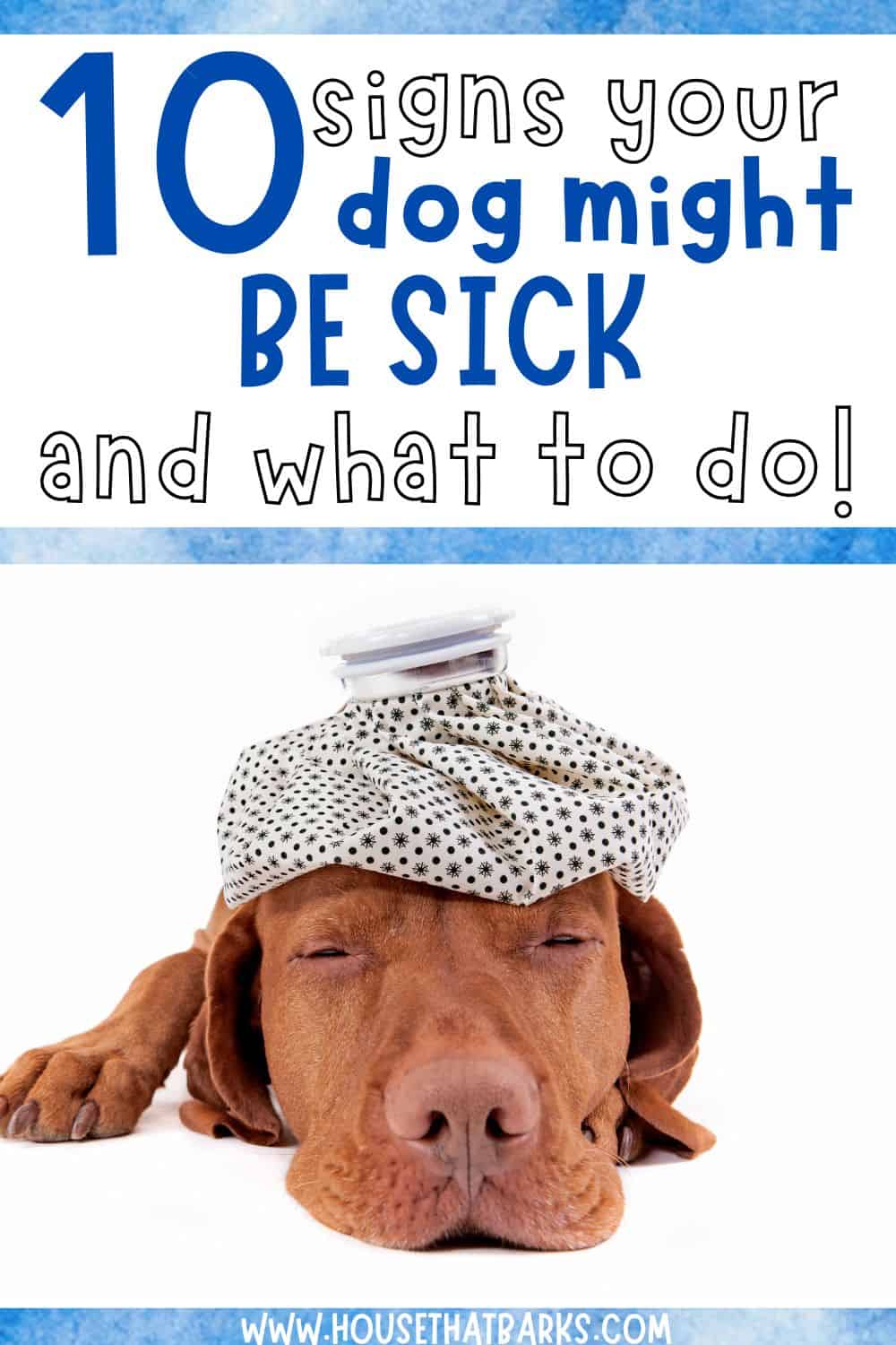 10 Signs Your Dog Might Be Sick House that Barks(02)