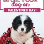 spoil dog on Valentines