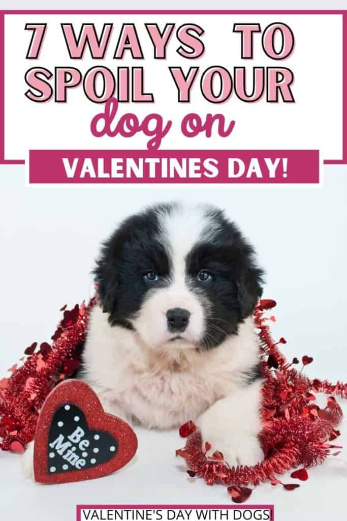 spoil dog on Valentines