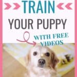 10 Easy Commands to Teach Your Puppy