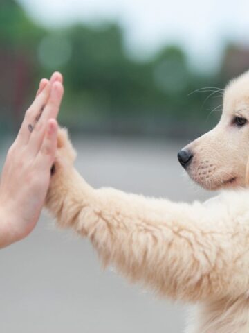 5 Ways to Train Your Dog to Come, Sit, Stay