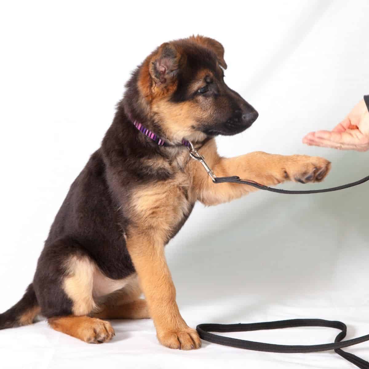 training your puppy