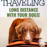 Top 10 Tips for Traveling Long Distance with Dogs