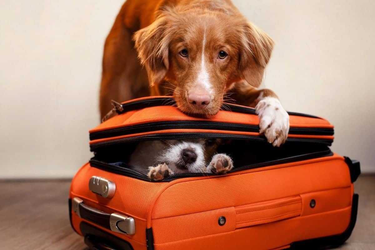 travel with dogs