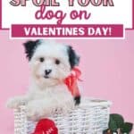 Valentines spoil dog