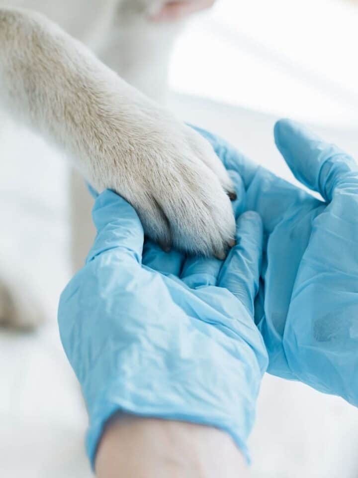 11 Tips to Choosing a Veterinarian for your Dog