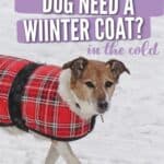 dog in winter coat