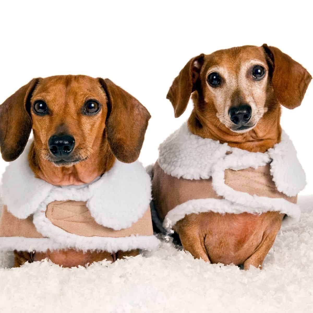 winter coats for dogs